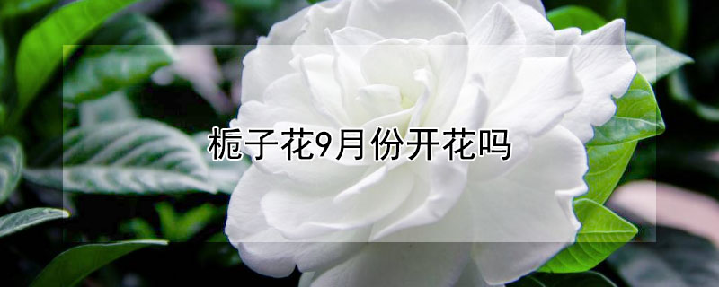 栀子花9月份开花吗 9月份栀子花还会开吗