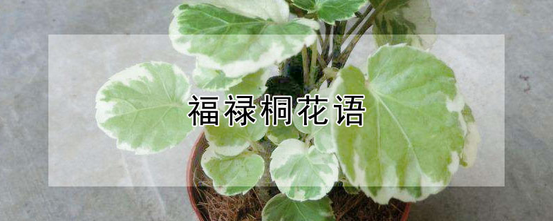 福禄桐花语（福禄桐花的寓意）