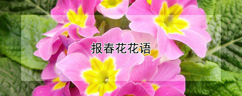 报春花花语（报春花花语寓意象征意义代表什么意思）