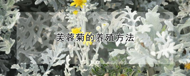 芙蓉菊的养殖方法 芙蓉菊要怎么养