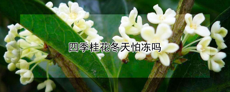 四季桂花冬天怕冻吗（四季桂花抗冻吗）