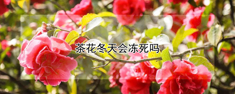 茶花冬天会冻死吗（茶花冬天会不会冻死）