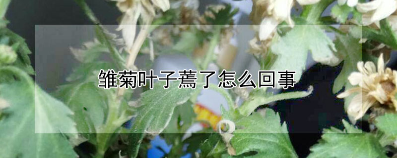 雏菊叶子蔫了怎么回事（雏菊花叶子蔫了怎么办）