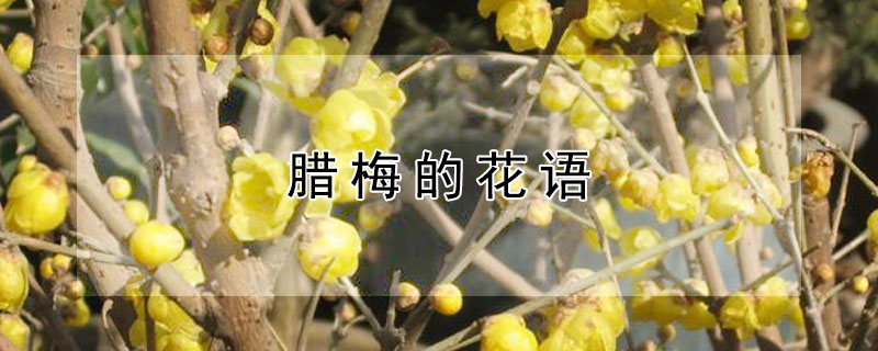 腊梅的花语（腊梅的花语和寓意）