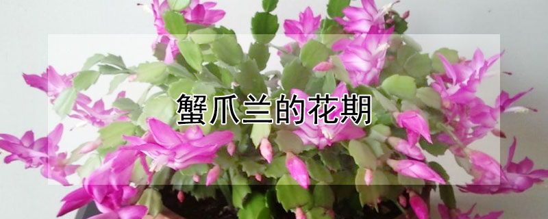 蟹爪兰的花期（蟹爪兰的花期是几月到几月）