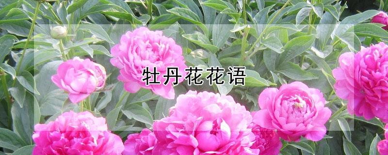 牡丹花花语（牡丹花花语及寓意）