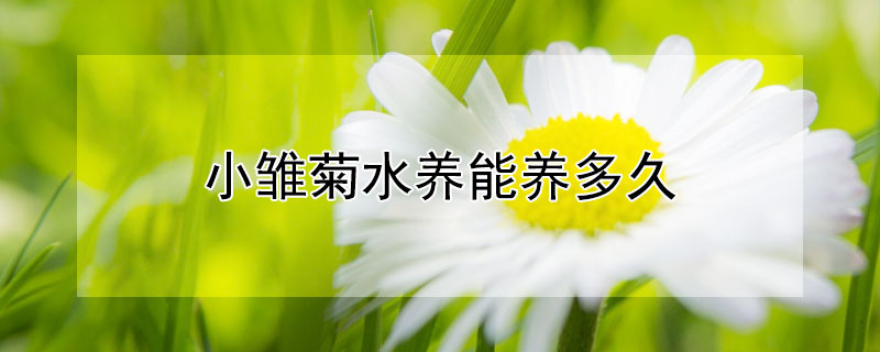 小雏菊水养能养多久（小雏菊放水里养能养多久）