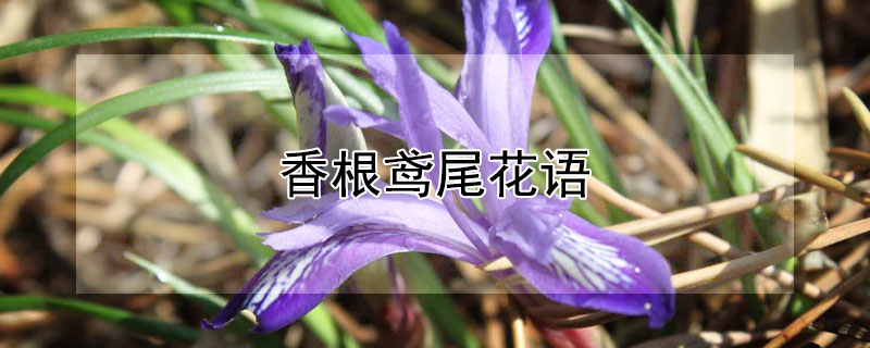 香根鸢尾花语（香根鸢尾花语是什么）