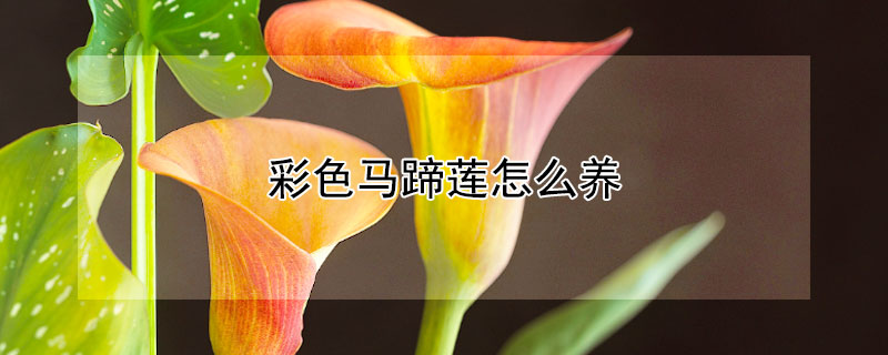 彩色马蹄莲怎么养（彩色马蹄莲怎么养用什么肥）