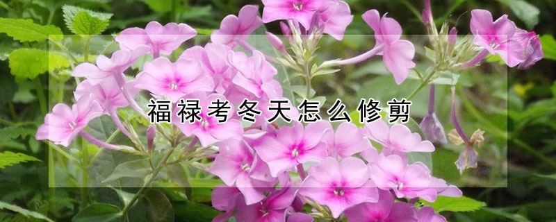 福禄考冬天怎么修剪（福禄考花后怎么修剪?）