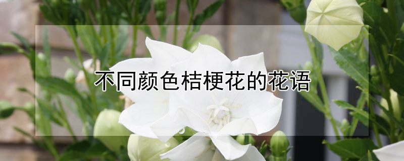 不同颜色桔梗花的花语（不同颜色洋桔梗的花语）