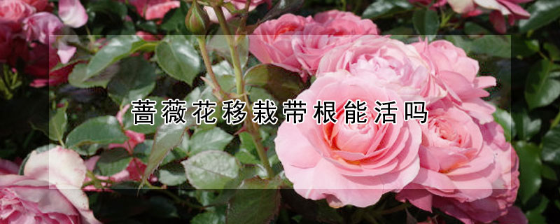 蔷薇花移栽带根能活吗（蔷薇花插枝能活吗）