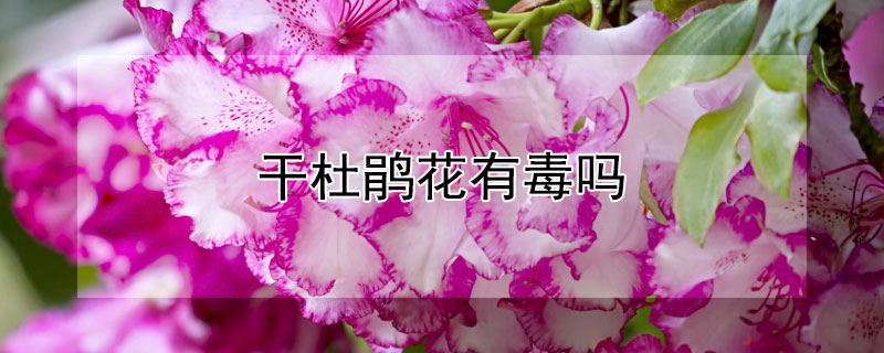 干杜鹃花有毒吗（杜鹃花开花有毒吗）