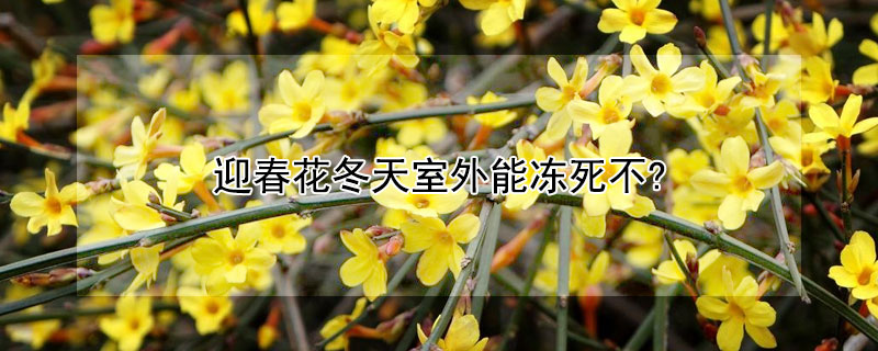 迎春花冬天室外能冻死不?（迎春花冬天在外面怕冻吗）