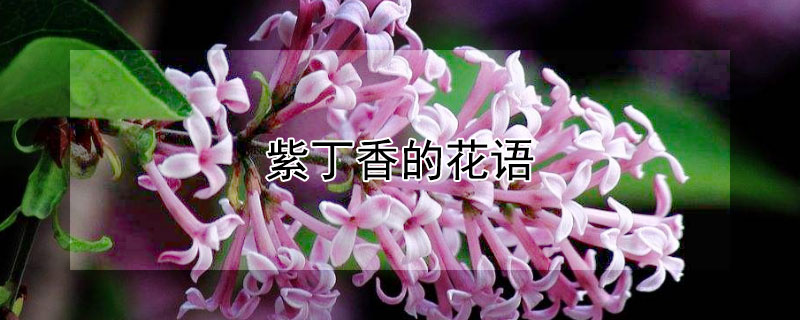 紫丁香的花语（紫丁香的花语是什么语）