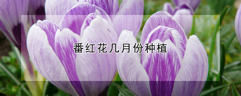 番红花几月份种植 番红花什么时候种植什么时候开花