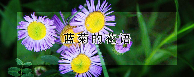 蓝菊的花语 蓝雏菊的花语是什么