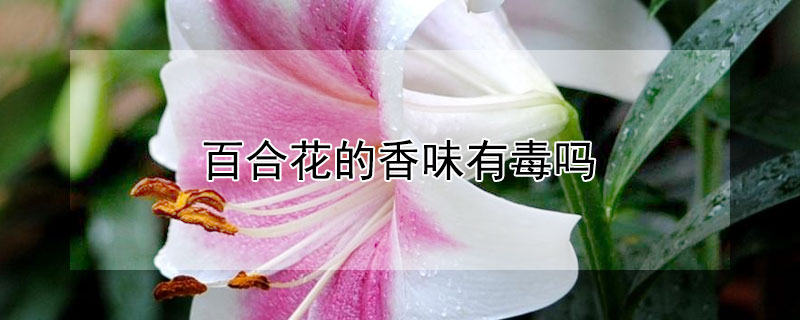 百合花的香味有毒吗（百合花的味道是否有毒）