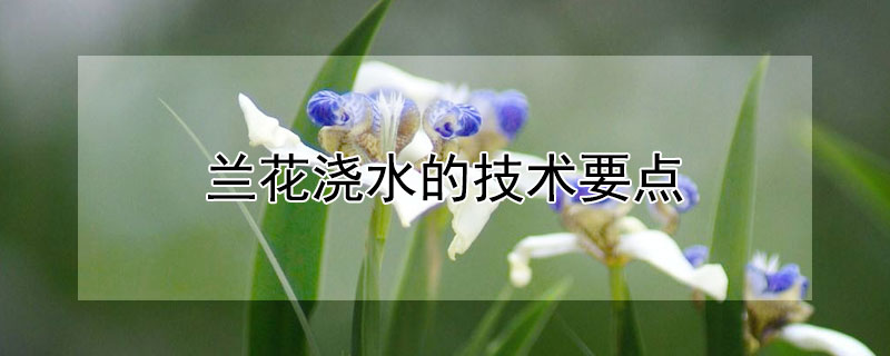 兰花浇水的技术要点 兰花浇水技巧