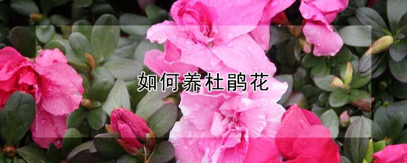 如何养杜鹃花（杜鹃花养殖）