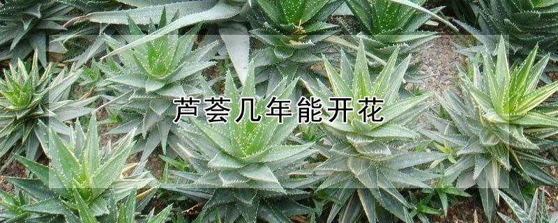 芦荟几年能开花（芦荟几年才能开一次花）