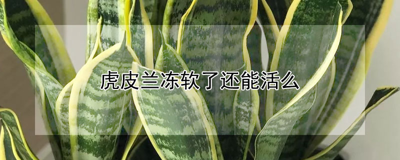 虎皮兰冻软了还能活么（虎皮兰都冻软了还能活吗）