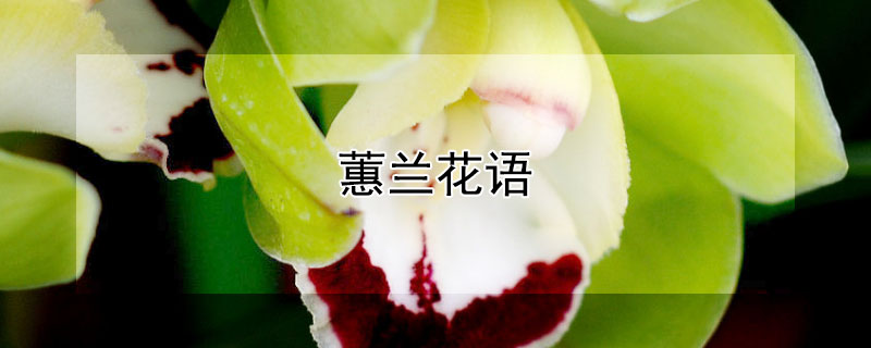 蕙兰花语（蕙兰花语和象征）