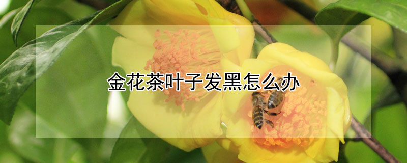 金花茶叶子发黑怎么办（茶花叶子黑了怎么办）