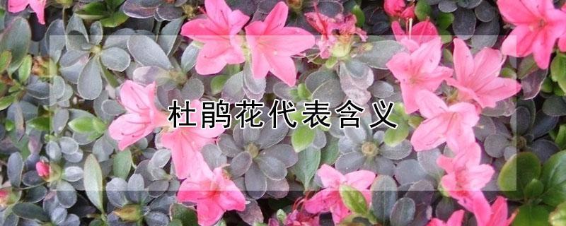 杜鹃花代表含义（杜鹃花的含义和代表什么）