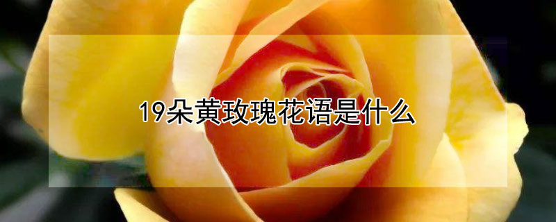 19朵黄玫瑰花语是什么（19朵黄玫瑰花语是什么意思）