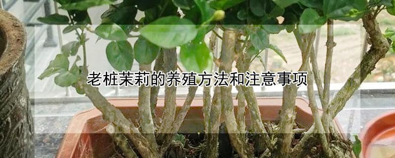 老桩茉莉的养殖方法和注意事项 老桩茉莉花的养殖方法和注意事项