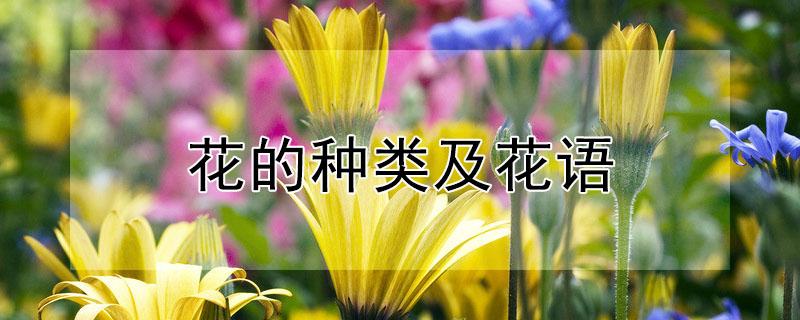 花的种类及花语（花的种类及花语以及对象）