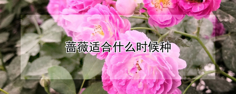 蔷薇适合什么时候种 蔷薇什么季节栽种