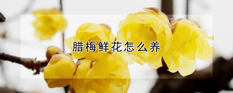 腊梅鲜花怎么养（腊梅鲜花怎么养时间比较久）