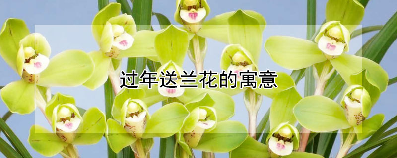 过年送兰花的寓意 新年送兰花的寓意