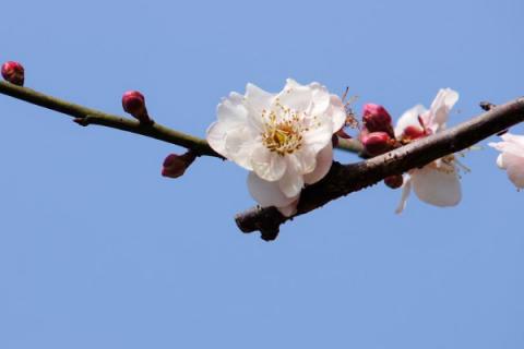 广州梅花什么时候开花