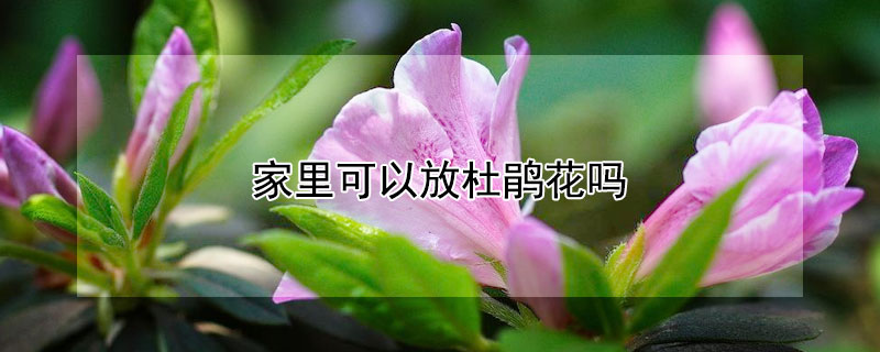 家里可以放杜鹃花吗（家里能养杜鹃花吗放在哪合适）