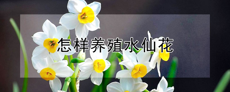 怎样养殖水仙花（怎样养殖水仙花球茎）