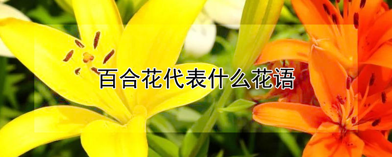 百合花代表什么花语（百合花的花语是啥）