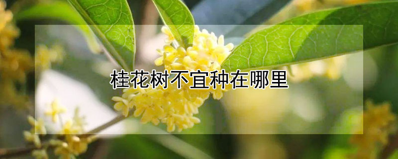 桂花树不宜种在哪里 桂花树适合栽哪里