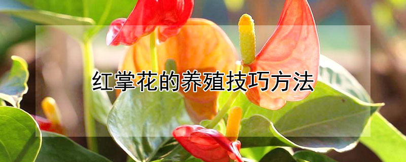 红掌花的养殖技巧方法（红掌花的养殖方法）