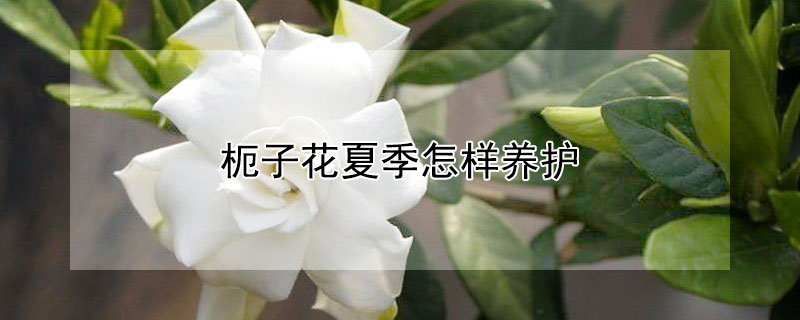 枙子花夏季怎样养护（栒子冬天怎么养护）