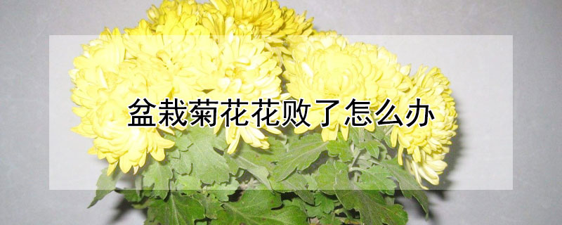 盆栽菊花花败了怎么办（盆栽菊花开败了怎么办）