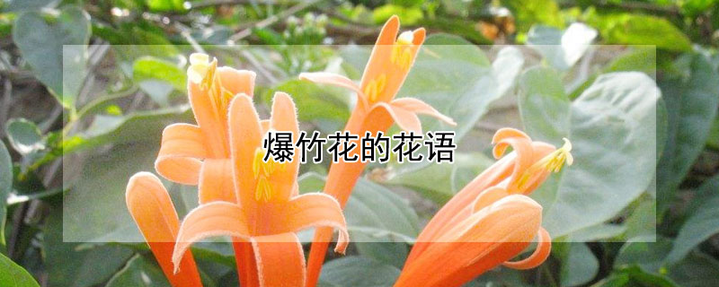 爆竹花的花语（爆仗竹花语）