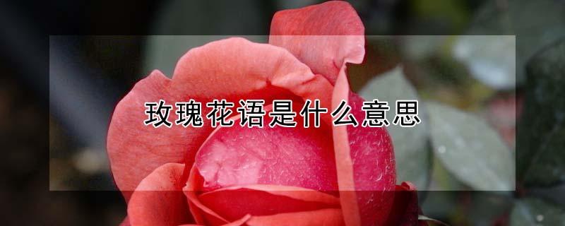 玫瑰花语是什么意思 香槟玫瑰花语是什么意思