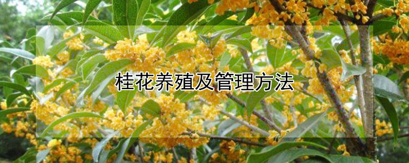 桂花养殖及管理方法（桂花的养殖技术）