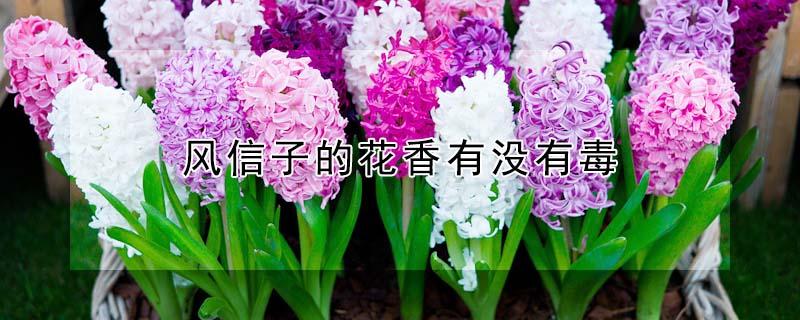 风信子的花香有没有毒 风信子的花香有什么作用