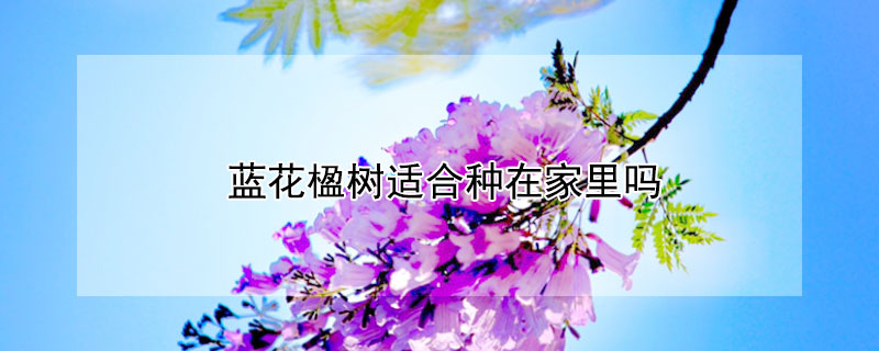 蓝花楹树适合种在家里吗（蓝花楹树可以盆栽吗）