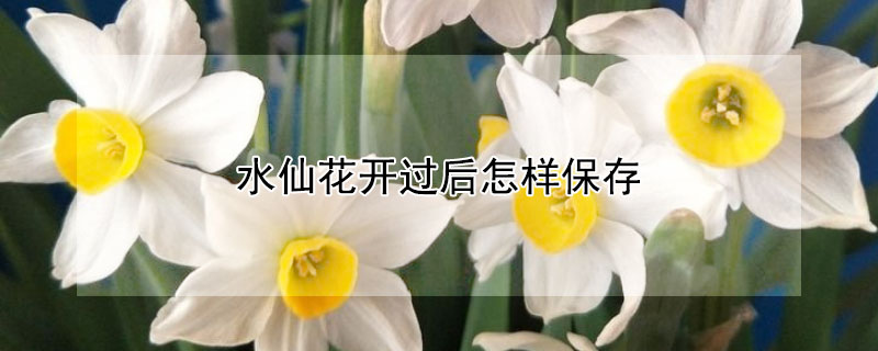 水仙花开过后怎样保存（水仙花开过后怎么保存）