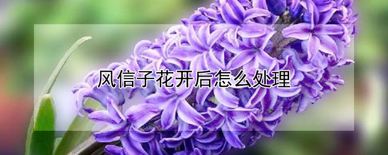 风信子花开后怎么处理（风信子花开完之后怎么处理）